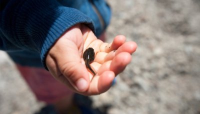 ​蝌蚪是昆虫吗