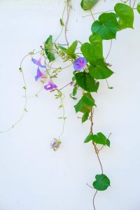 ​喇叭形状的花都是牵牛花吗