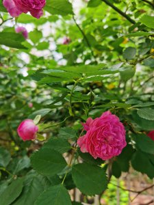 ​蔷薇秋天怎么养