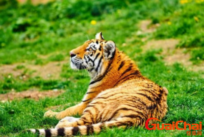 ​明年出生的人属什么生肖 运势如何呢